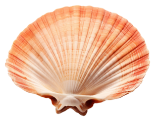 PNG  Opened scallop seashell seafood clam.