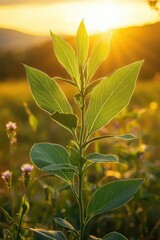 Fototapeta premium Close-up of a young Withania plant in a sunlit field