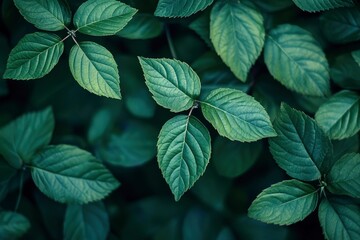 Macro leaves background , ai