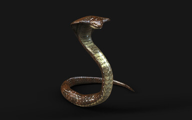 3d Illustration King Cobra The World's Longest Venomous Snake Isolated on Black Background, King Cobra Snake with Clipping Path.