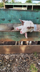 Ziege, Tiere im Zoo, Bauernhof, 