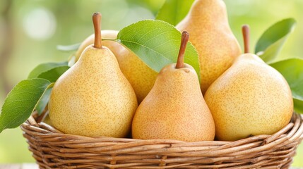 Close-up of a basket full of fresh ripe pears on a blurred green background. Banner with copy space.