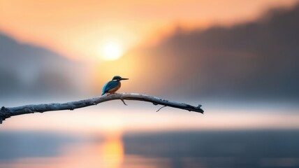 At dawn, a kingfisher’s silhouette is highlighted against the rising sun over a lake.