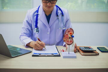 Doctor holding kidney medicine model