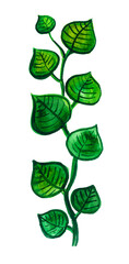 Green rounded leaves on a vertical shoot. Watercolor. White background.