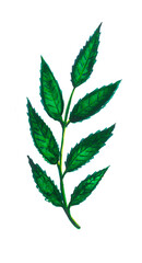 Green leaves on the stem. Watercolor. White background.
