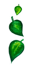 Set of tree green leaves of different sizes. From small to biggest. Watercolor. Different shades of green, yellow, turquoise. Isolated on a white background. 