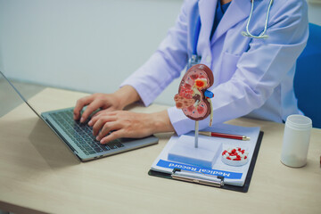Doctor holding kidney medicine model