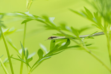 Close up snake head on green tree background.Dangerous and poisonous animals concept.