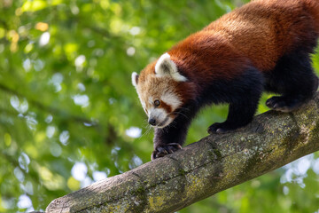 Western red panda (Ailurus fulgens fulgens), also known as the Nepalese red panda.