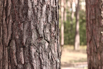 Pine tree, bark close-up. Close-up of pine bark in the forest for a natural background. Nature. Details. Focus on pine tree trunk with blurred background