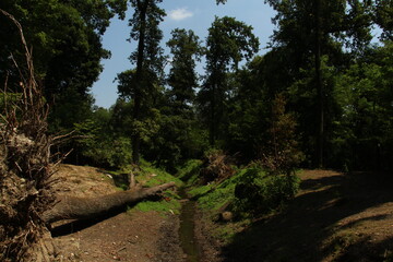 Landscape inside the Torbiera Park in Italy (Piemonte,Agrate)