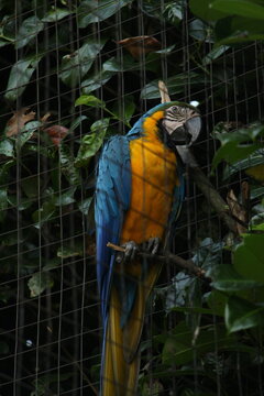 Parot in a aviary inside the Torbiera park in Italy (Piemonte, Agrate)