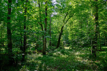 Obraz premium Springtime deciduous stand with old trees
