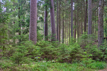 Old coniferous stand in summer morning