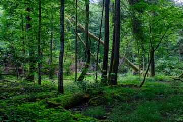 Fototapeta premium Springtime deciduous stand with old trees