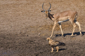 Tawny eagle (Aquila rapax) at a waterhole in Etosha National Park, Namibia