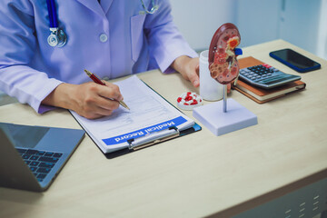 About Kidney Health Close-up of an anatomical model of a human kidney on a doctor's table in the...