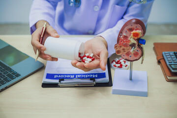 About Kidney Health Close-up of an anatomical model of a human kidney on a doctor's table in the...
