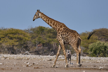 Giraffe (Giraffa camelopardalis) at a waterhole in Etosha National Park, Namibia