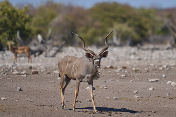 Greater Kudu (Tragelaphus strepsiceros) at a waterhole in Etosha National Park, Namibia