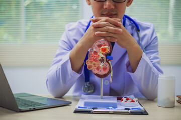 About Kidney Health Close-up of an anatomical model of a human kidney on a doctor's table in the...