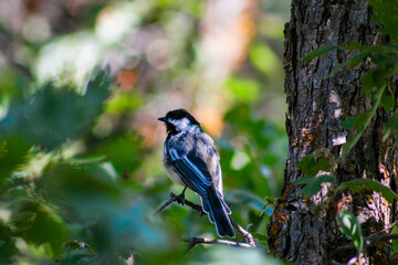 Carolina Chickadee