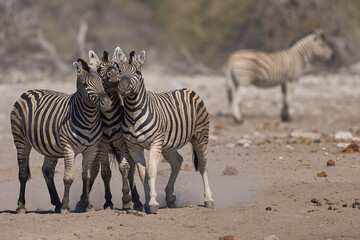 Burchell's zebras (Equus quagga burchellii) at a waterhole in Etosha National Park, Namibia