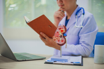 About Kidney Health Close-up of an anatomical model of a human kidney on a doctor's table in the...
