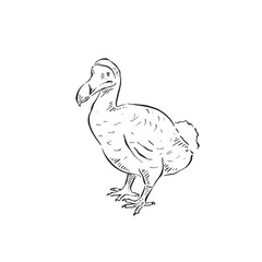 A line drawn dodo. An extinct flightless bird vector, drawn by hand in black and white. These birds lived in Mauritius and went extinct in the 1600's.