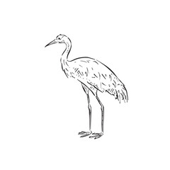 Fototapeta premium A line drawn heron in black and white, drawn by hand. Bird vector. 