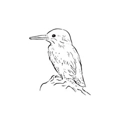 A kingfisher drawing in black and white. Drawn by hand as a vector. A bird sitting on a rock, side profile facing left. 