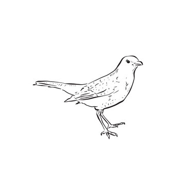 recommend clip art: Blackbird illustration in black and white line art. A side profile bird vector. Hand drawn.