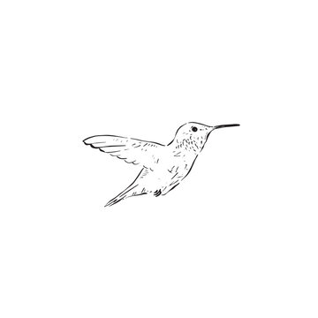 recommend clip art: A hummingbird illustration, side profile in black and white and as a vector. Drawn by hand in line. Bird drawing.
