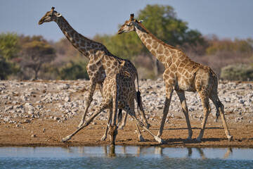 Giraffe (Giraffa camelopardalis) drinking at a waterhole in Etosha National Park, Namibia      
