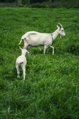The goat and the kids are lying in the thick, tall, green grass. Baby goats
