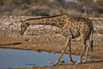 Giraffe (Giraffa camelopardalis) drinking at a waterhole in Etosha National Park, Namibia      