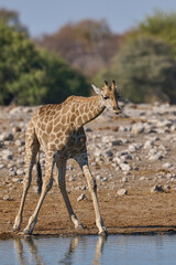 Giraffe (Giraffa camelopardalis) drinking at a waterhole in Etosha National Park, Namibia      