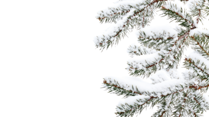 Evergreen branch with snow transparent background