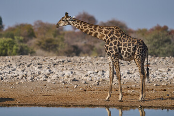 Giraffe (Giraffa camelopardalis) drinking at a waterhole in Etosha National Park, Namibia      