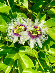 Vibrant Close-up of Passion Flowers in Lush Greenery