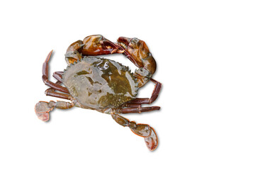 raw soft shell crab isolated on a white background