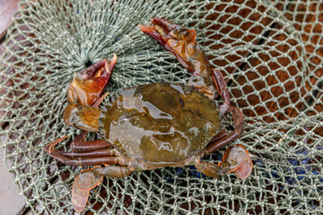 raw soft shell crab isolated on a white background