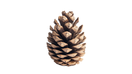 Cone transparent background