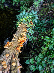 Log with Mushrooms