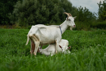 A goat feeds a kid. A goat and baby goats graze in the thick, tall grass