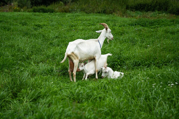 Obraz premium A goat feeds a kid. A goat and baby goats graze in the thick, tall grass