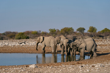 Obraz premium Herd of african elephant (Loxodonta africana) drinking at a waterhole in Etosha National Park in Namibia.