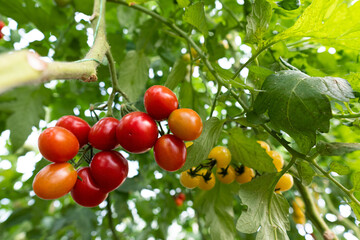 Red organic cherry tomato. Tomatoes on a branch in the garden. Picking tomatoes.