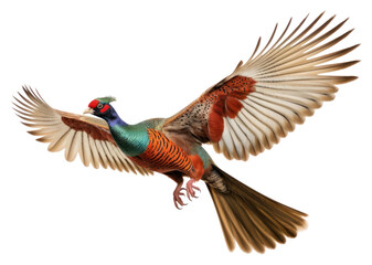 Obraz premium PNG Ringneck Pheasant pheasant animal flying.